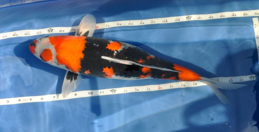 17 Showa Live Koi Imported From Japan  