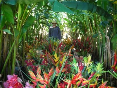 Tropical Heliconia Chocolate Dancer Plant Rhizome  