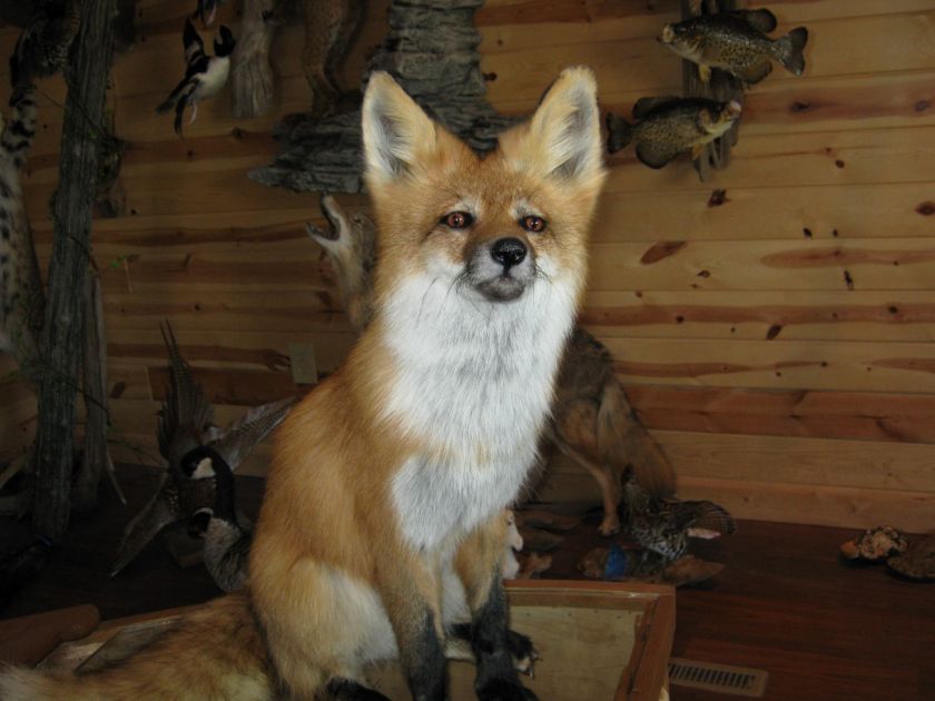 Beautiful Sitting Red Fox Animal Taxidermy Mount Art Wildlife  No 